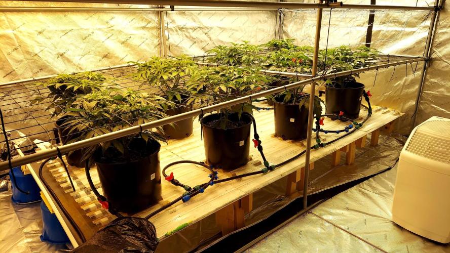 The Garden 2026-2- HSC Vanilla Creme Pie. Week 7 - 42 days