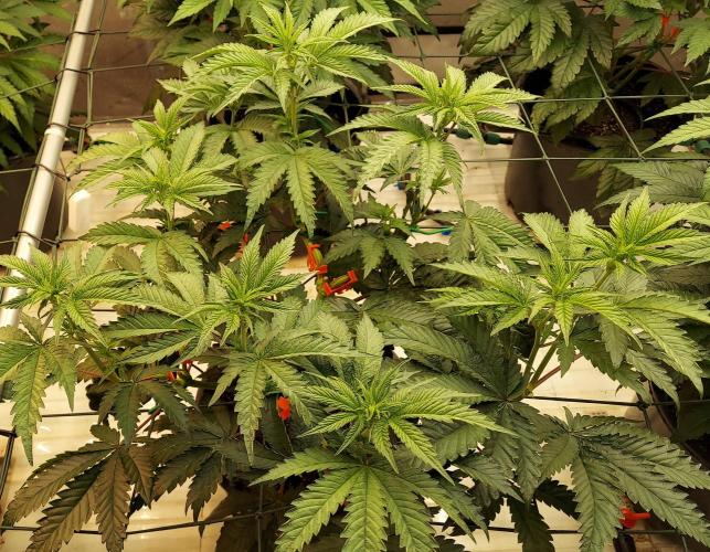 The Garden 2026-2- HSC Vanilla Creme Pie. Week 7 - 49 days