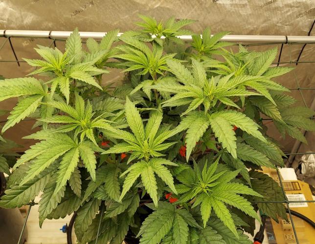 The Garden 2026-2- HSC Vanilla Creme Pie. Week 7 - 49 days