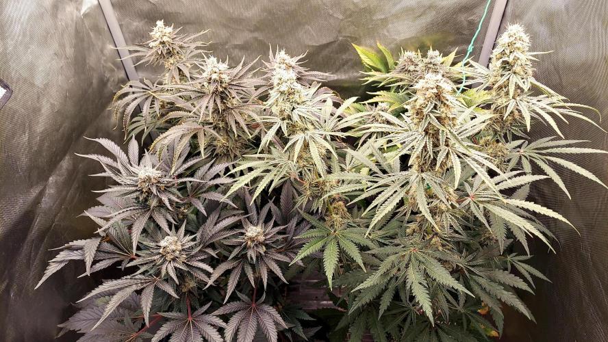 The Garden 2026-1A - MSNL Fem Breeding. Week 10 - Left to Rright Front row first - AM1 / MM // KM / AM2