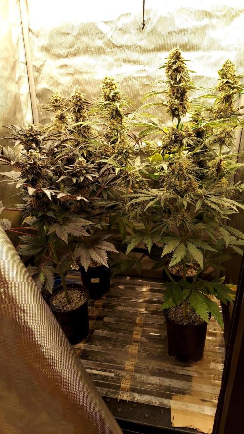 The Garden 2026-1A - MSNL Fem Breeding. Week 10 - Left to Rright Front row first - AM1 / MM // KM / AM2