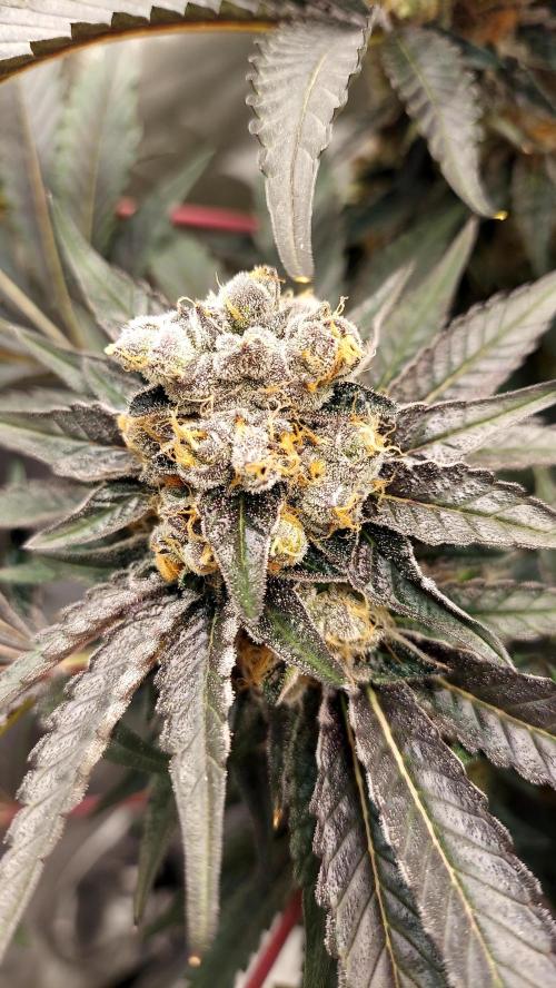 The Garden 2026-1A - MSNL Fem Breeding. Week 10 - AM1