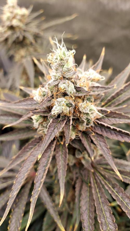 The Garden 2026-1A - MSNL Fem Breeding. Week 10 - KM