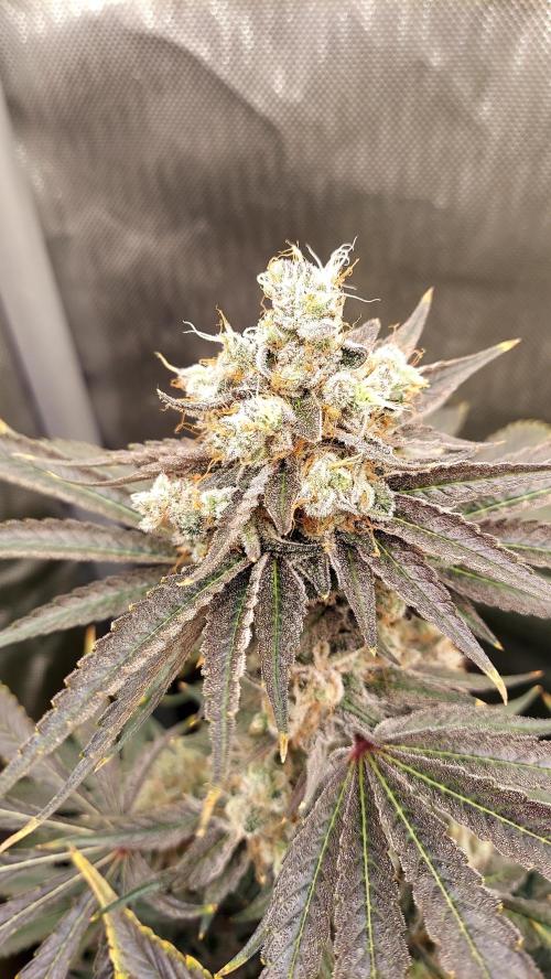 The Garden 2026-1A - MSNL Fem Breeding. Week 10 - KM