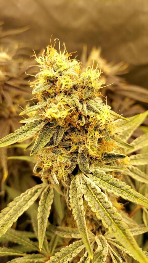 The Garden 2026-1A - MSNL Fem Breeding. Week 10 - MM