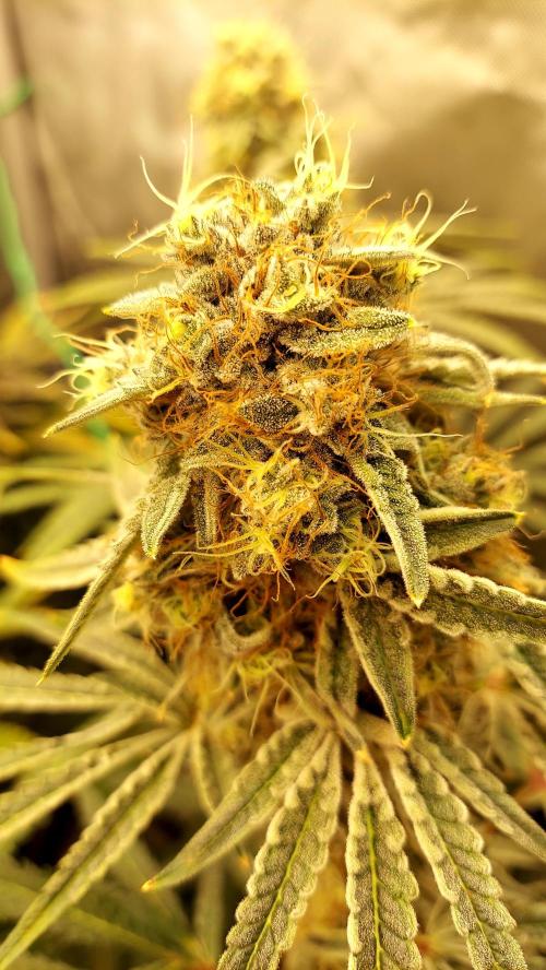 The Garden 2026-1A - MSNL Fem Breeding. Week 10 - MM