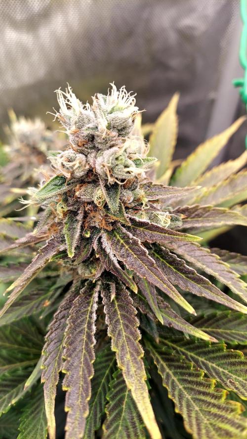 The Garden 2026-1A - MSNL Fem Breeding. Week 10 - AM2