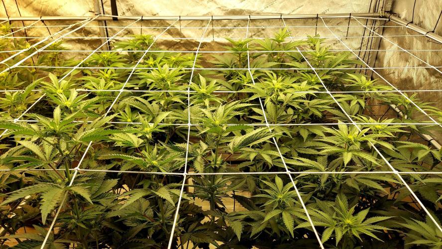 The Garden 2026-2 - MSNL Blue Cookies. Week 8 - 56 days