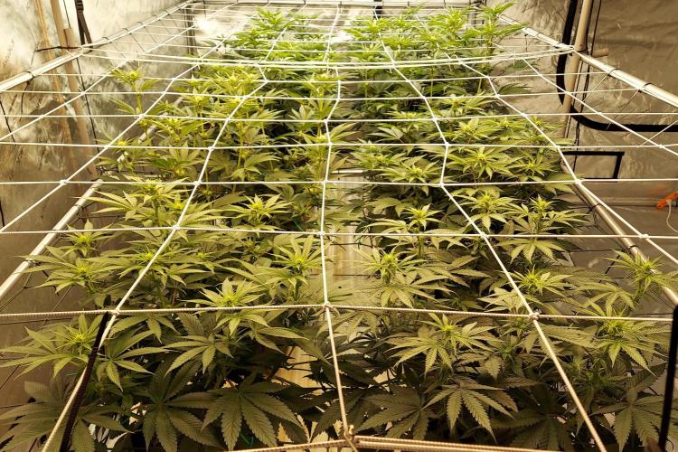 The Garden 2026-2 - MSNL Blue Cookies. Week 8 - 56 days