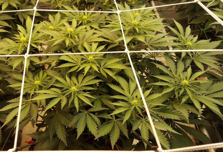 The Garden 2026-2 - MSNL Blue Cookies. Week 8 - BC1