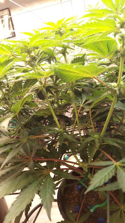 The Garden 2026-2 - MSNL Blue Cookies. Week 8 - BC1