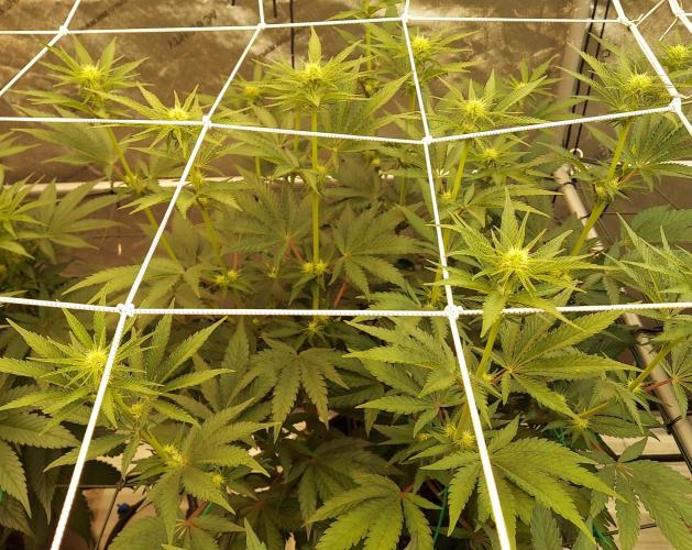 The Garden 2026-2 - MSNL Blue Cookies. Week 8 - BC2