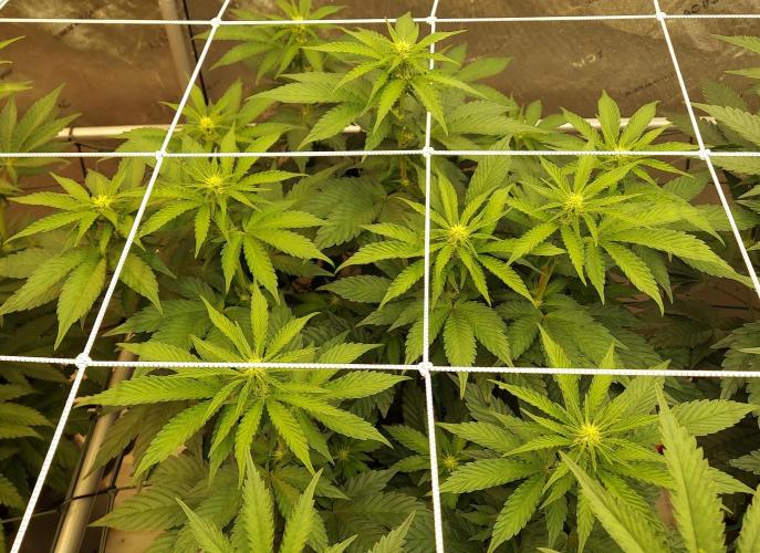 The Garden 2026-2 - MSNL Blue Cookies. Week 8 - BC2