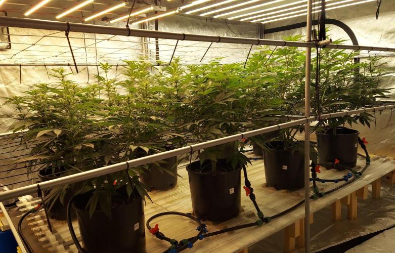 Garden 2026-2 - MSNL Pineapple Express. Week 8 - 56 days