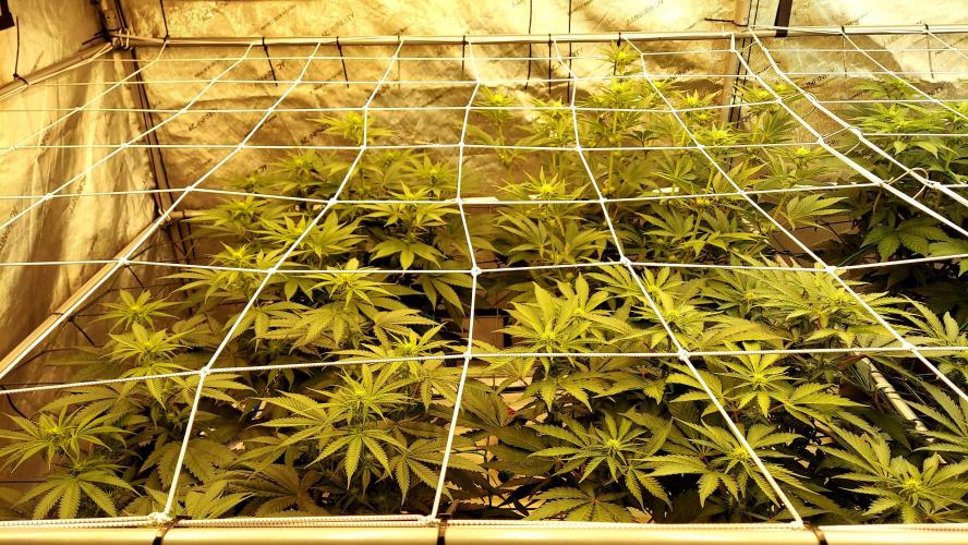 Garden 2026-2 - MSNL Pineapple Express. Week 8 - 56 days