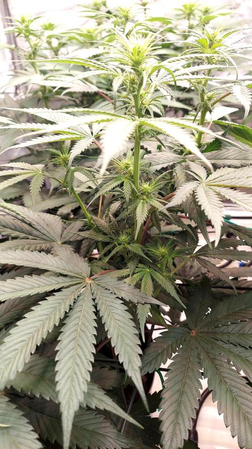 Garden 2026-2 - MSNL Pineapple Express. Week 8 - PE1