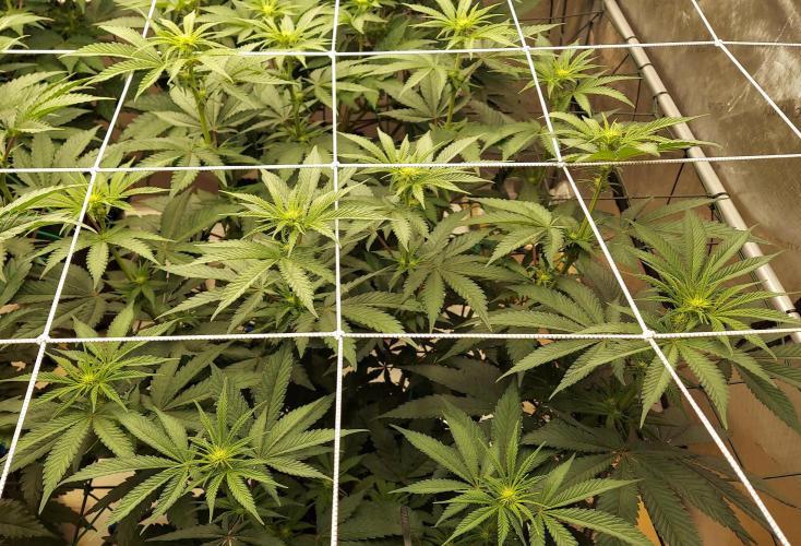 Garden 2026-2 - MSNL Pineapple Express. Week 8 - PE2