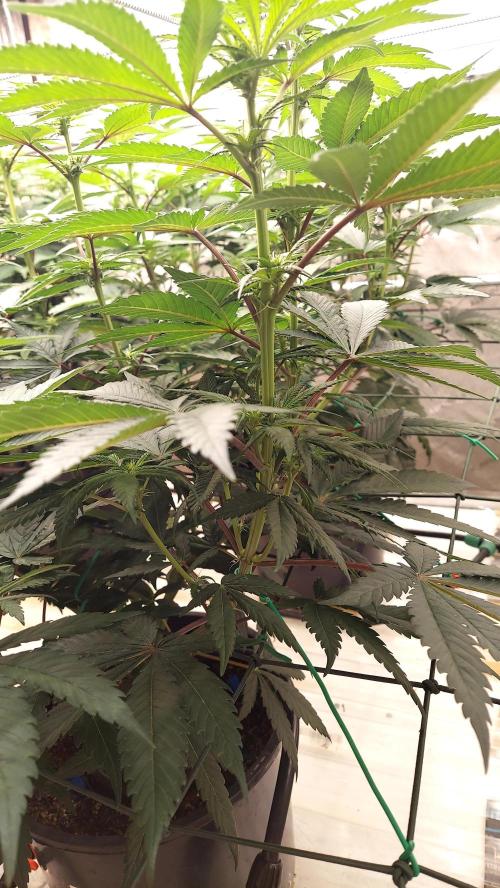 Garden 2026-2 - MSNL Pineapple Express. Week 8 - PE2