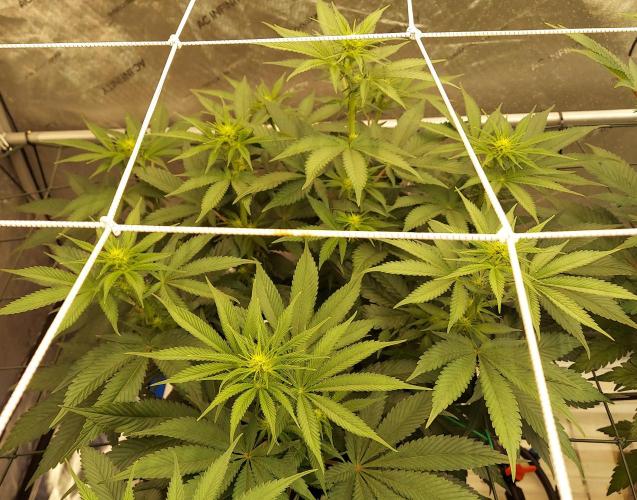 Garden 2026-2 - MSNL Pineapple Express. Week 8 - PE3