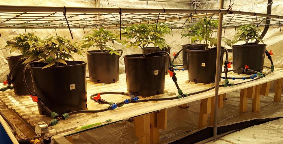 The Garden 2026-2- HSC Vanilla Creme Pie. Week 8 - 28 days