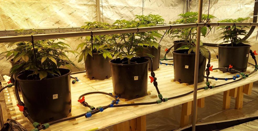 The Garden 2026-2- HSC Vanilla Creme Pie. Week 8 - 35 days