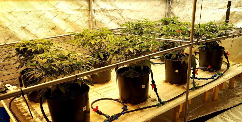 The Garden 2026-2- HSC Vanilla Creme Pie. Week 8 - 42 days