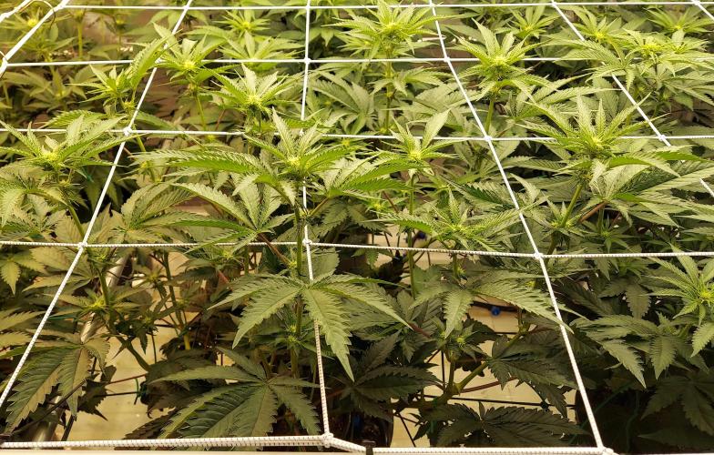 The Garden 2026-2- HSC Vanilla Creme Pie. Week 8 - VC1