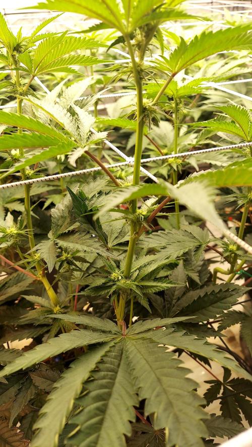 The Garden 2026-2- HSC Vanilla Creme Pie. Week 8 - VC1