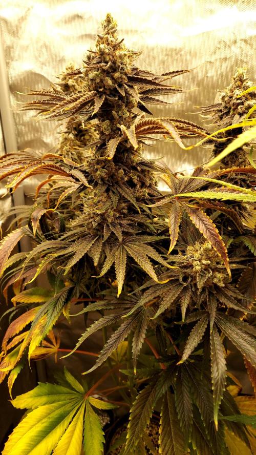 The Garden 2026-1B - MSNL Fem Breeding. Week 11 - KM3