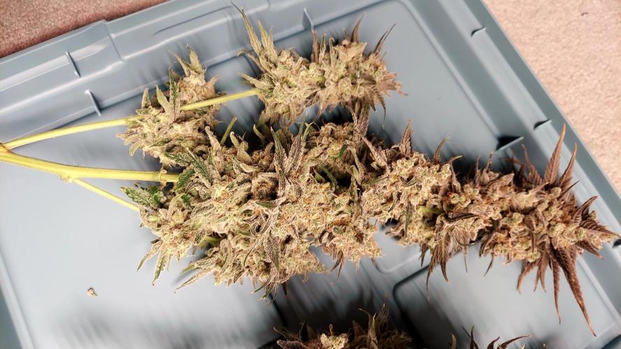 The Garden 2026-1B - MSNL Fem Breeding. Week 11 - KM3