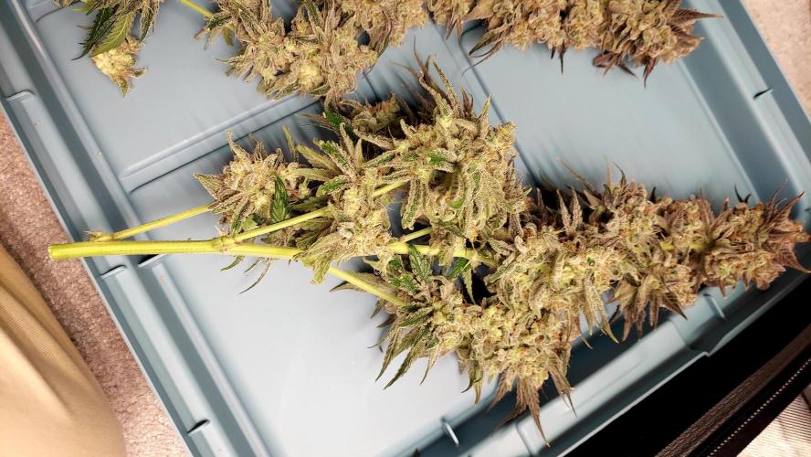 The Garden 2026-1B - MSNL Fem Breeding. Week 11 - KM3