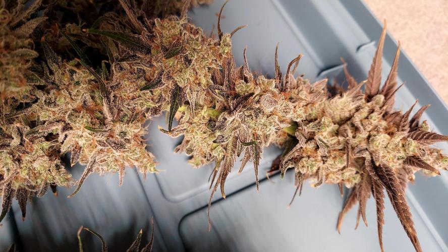 The Garden 2026-1B - MSNL Fem Breeding. Week 11 - KM3