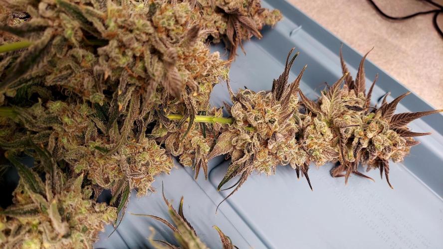 The Garden 2026-1B - MSNL Fem Breeding. Week 11 - KM3