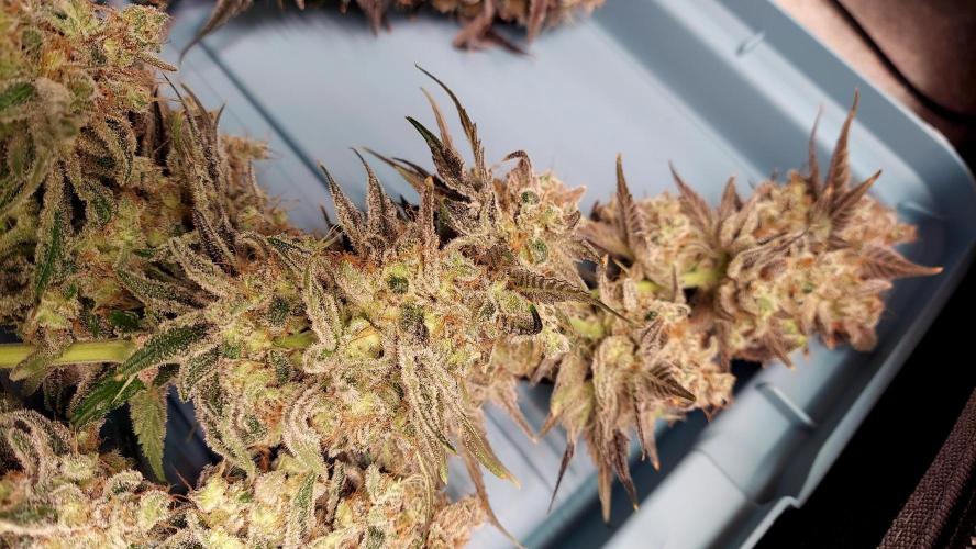 The Garden 2026-1B - MSNL Fem Breeding. Week 11 - KM3