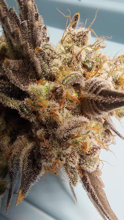 The Garden 2026-1B - MSNL Fem Breeding. Week 11 - KM3