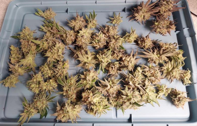 The Garden 2026-1B - MSNL Fem Breeding. Week 11 - KM3