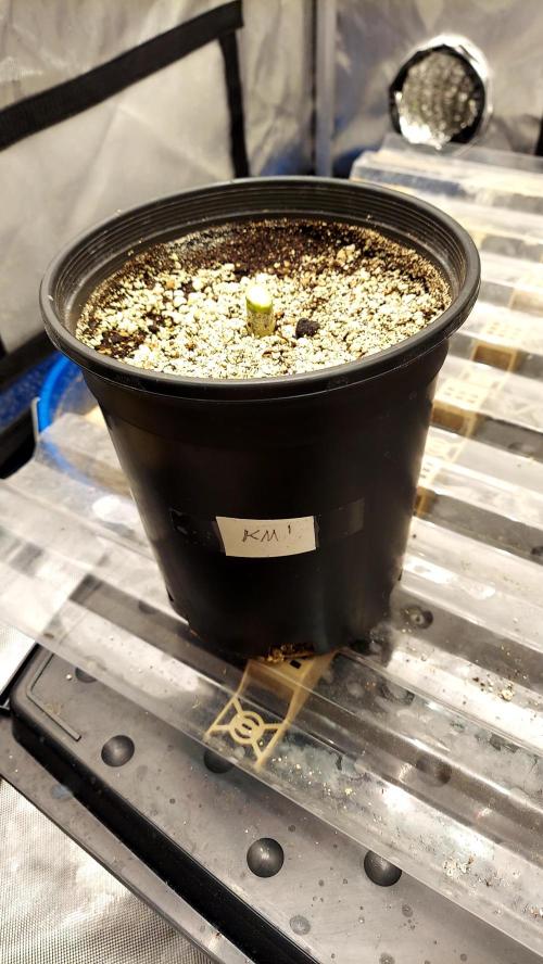 The Garden 2026-1B - MSNL Fem Breeding. Week 11 - KM1