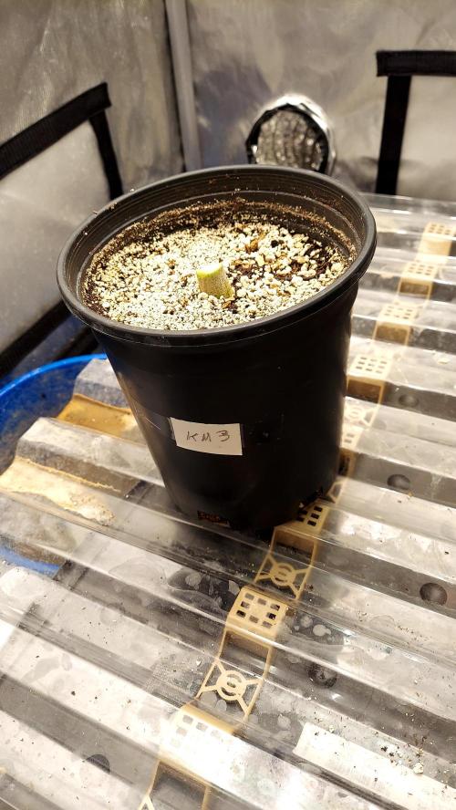 The Garden 2026-1B - MSNL Fem Breeding. Week 11 - KM3