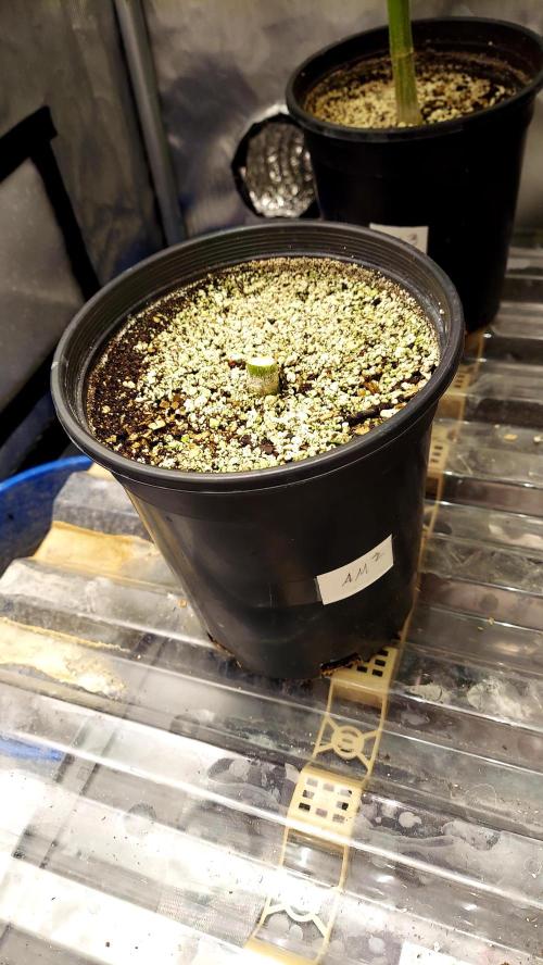 The Garden 2026-1B - MSNL Fem Breeding. Week 11