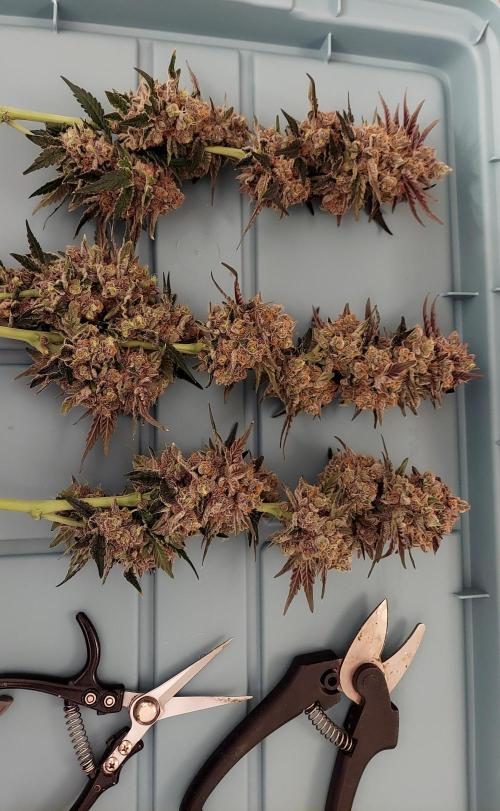 The Garden 2026-1B - MSNL Fem Breeding. Week 11