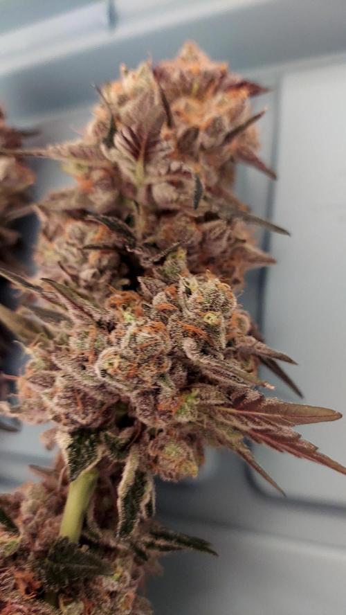 The Garden 2026-1B - MSNL Fem Breeding. Week 11