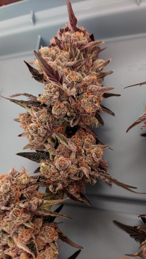 The Garden 2026-1B - MSNL Fem Breeding. Week 11
