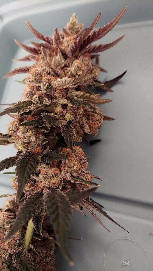 The Garden 2026-1B - MSNL Fem Breeding. Week 11