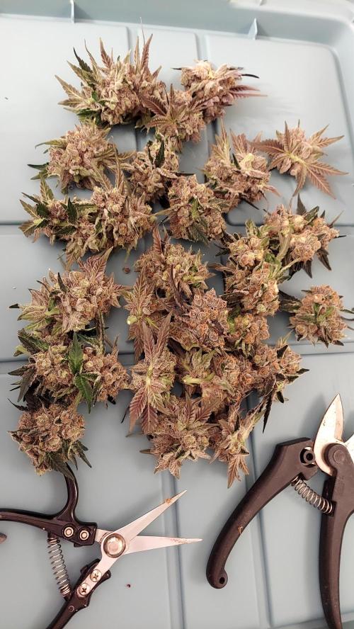 The Garden 2026-1B - MSNL Fem Breeding. Week 11