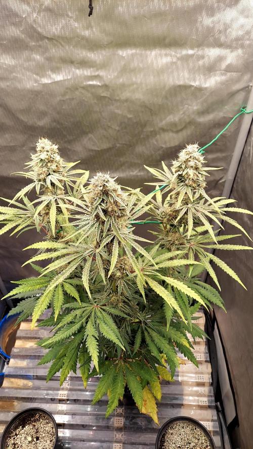 The Garden 2026-1B - MSNL Fem Breeding. Week 11 - MM