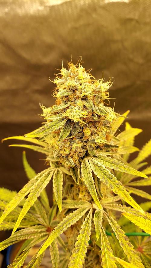 The Garden 2026-1B - MSNL Fem Breeding. Week 11 - MM