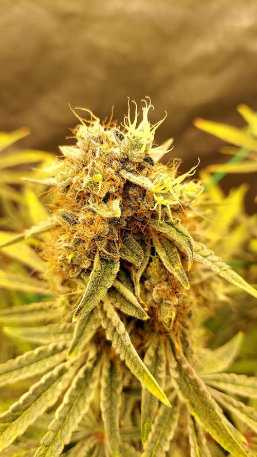 The Garden 2026-1B - MSNL Fem Breeding. Week 11 - MM