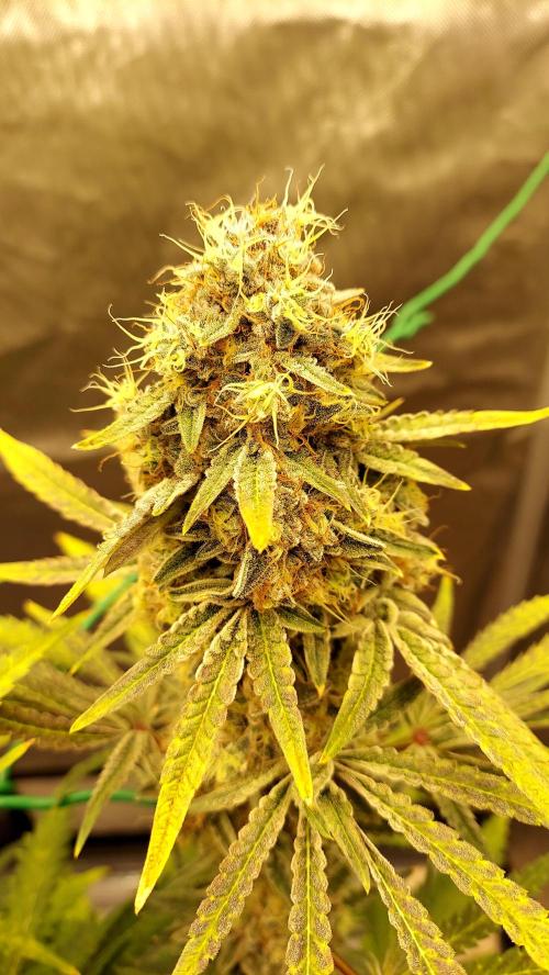 The Garden 2026-1B - MSNL Fem Breeding. Week 11 - MM