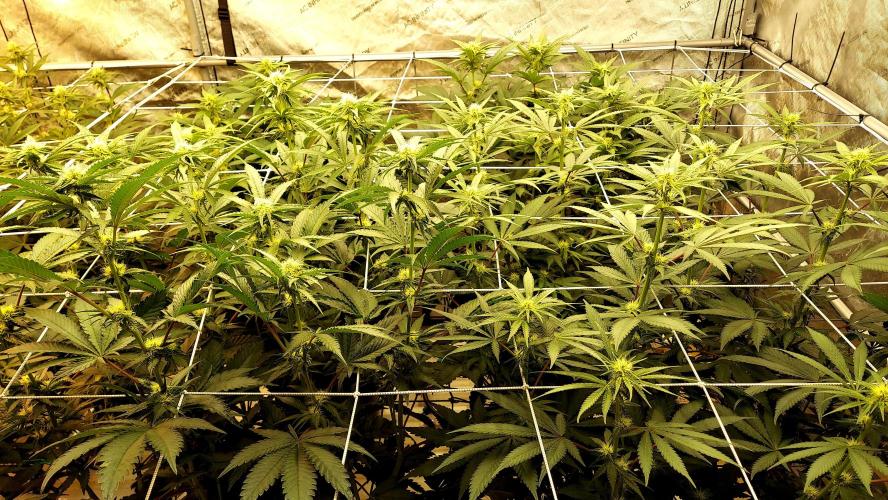 The Garden 2026-2 - MSNL Blue Cookies. Week 9 - 63 days