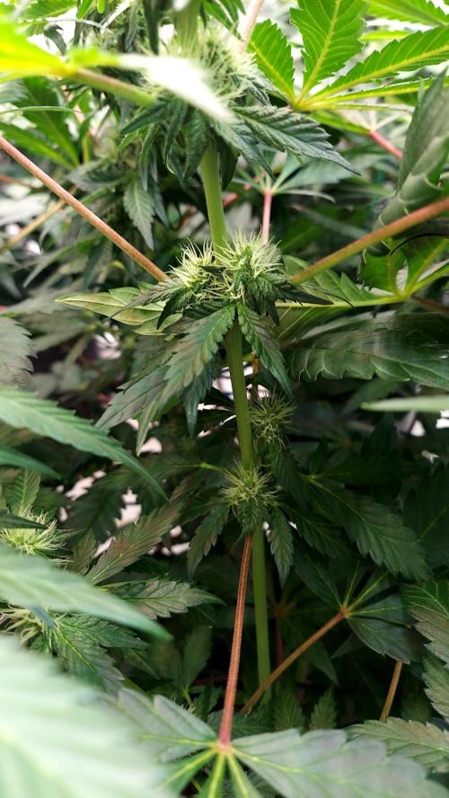 The Garden 2026-2 - MSNL Blue Cookies. Week 9 - BC1